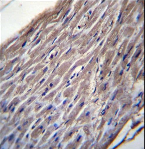 BVES Antibody (aa313-342)