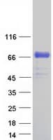 Human PLBD2 Protein (Recombinant Myc-DDK (Flag))