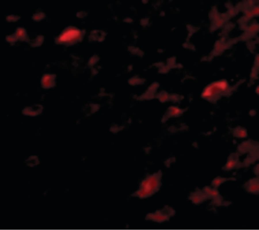 IHC-plus™ NIPSNAP3A Antibody