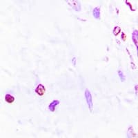 HIST3H3 Antibody