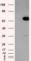 Monoclonal Mouse anti-Human LTA4H / LTA4 Antibody (clone OTI6B5, IHC, WB)