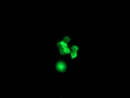 SRY Antibody (clone OTI1G6)