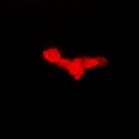 EEF1A1 Antibody