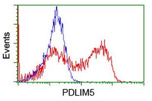 PDLIM5 / LIM Antibody (clone OTI1A11)