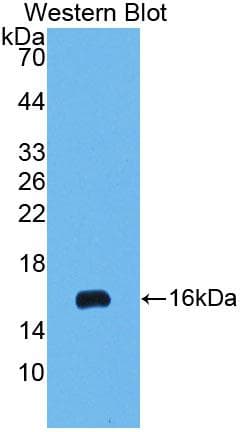 IFNA / Interferon Alpha Antibody (aa24-133, Biotin)