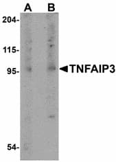 TNFAIP3 / A20 Antibody