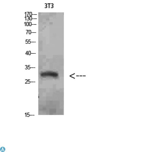 Polyclonal Rabbit anti-Human NANOS1 / NOS1 Antibody (WB)