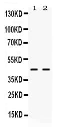 EAR2 / NR2F6 Antibody