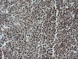 NDUFB10 Antibody (clone OTI4F1)