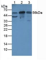 PRG2 / Proteoglycan 2 Antibody (APC)