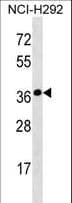 SYNPR / Synaptoporin Antibody (aa192-218)