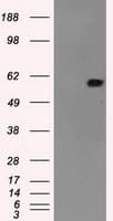 NRBP1 / NRBP Antibody (clone OTI6C11)