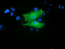 RBBP9 Antibody (clone OTI4G9)