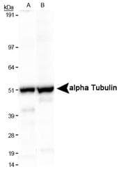 Alpha Tubulin Antibody (clone DM1A, Biotin)