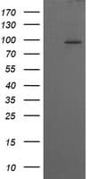 PIK3R5 Antibody (clone OTI2E4, Carrier-free)