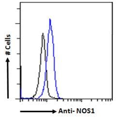PathPlus™ NOS1 / nNOS Antibody (aa1457-1468)