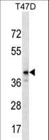 HZF16 / ZNF124 Antibody (aa48-75)