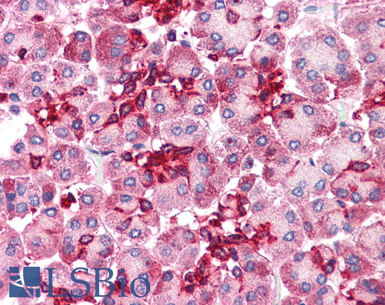 IHC-plus™ Polyclonal Rabbit anti-Human EMB/ Embigin Antibody (C-Terminus, IHC)