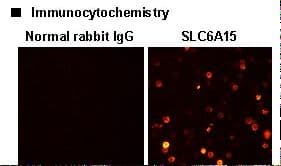 SLC6A15 / SBAT1 Antibody (N-Terminus)
