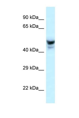 PHACTR3 Antibody (aa240-289)