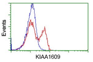 TLDC1 / KIAA1609 Antibody (clone OTI3B1)