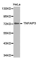 Polyclonal Rabbit anti-Human TNFAIP3 / A20 Antibody (IHC, WB)