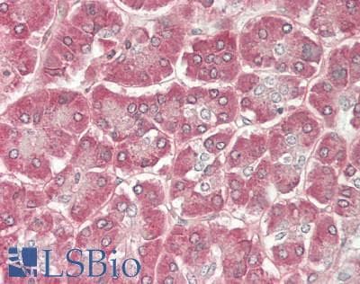 SLIT2 Antibody (aa1416-1528)
