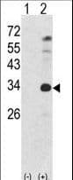 NANOG Antibody (Ser285)