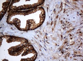 PAI-RBP1 / SERBP1 Antibody (clone OTI2E11)
