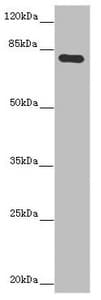 MOCS1 Antibody