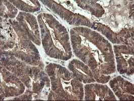 APP / Beta Amyloid Precursor Antibody (clone OTI7B8, Carrier-free)