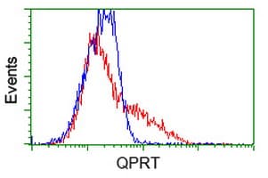QPRT Antibody (clone OTI4E6)