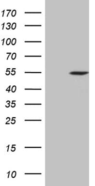ELP4 Antibody (aa133-407, clone OTI4H10)