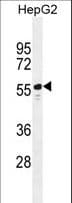 TTC6 Antibody (aa410-438)