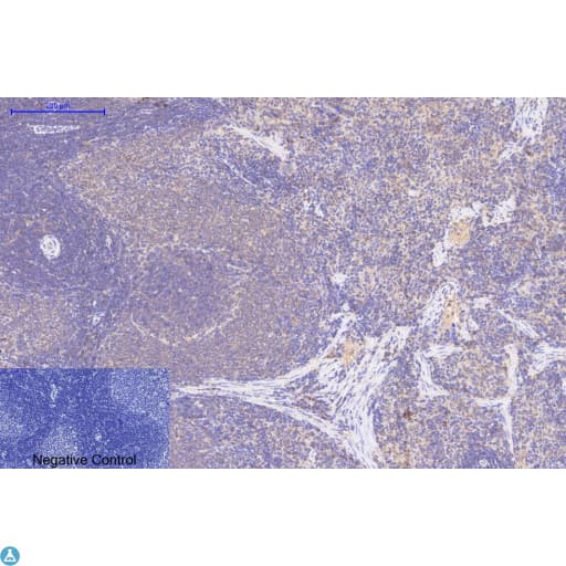 Collagen I Antibody