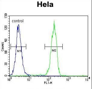 Polyclonal Rabbit anti-Human CCNG1 / Cyclin G1 Antibody (aa243-272, WB)
