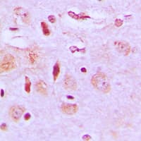 NEURL2 Antibody (Internal)