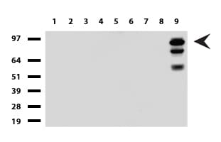 Monoclonal Mouse anti-Human CDH1 / E Cadherin Antibody (clone UMAB184, Carrier-free, IHC, IF, WB)
