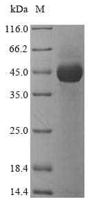 Lysobacter enzymogenes Lys-C Protein (Recombinant 6His-SUMO, N-terminus)