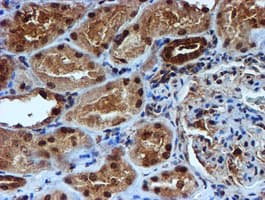 TIP48 / RUVBL2 Antibody (aa113-370, clone OTI1H10, Carrier-free)