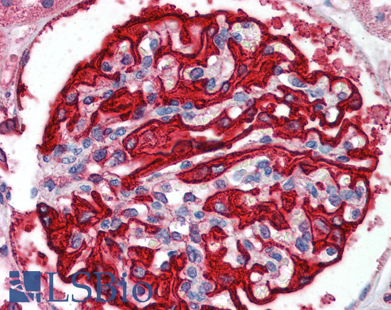 FBXW7 / FBW7 Antibody (C-Terminus)