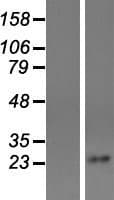 TSPAN4 Protein (Over-Expression Lysate Myc-DDK (Flag))