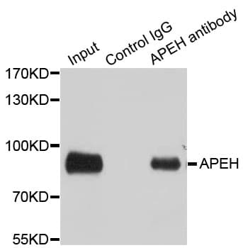 APH / APEH Antibody