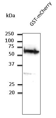 Polyclonal Goat anti-Schistosoma japonicum GST / Glutathione S-Transferase Antibody (WB)