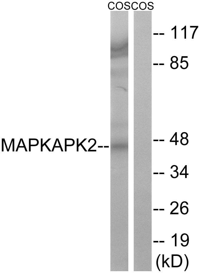 MAPKAPK2 / MAPKAP Kinase 2 Antibody (p272)