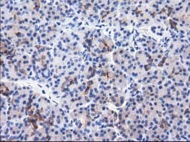 ALDH1L1 Antibody (clone OTI4D5)