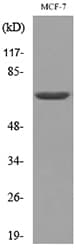 LMNB1 / Lamin B1 Antibody