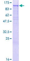 Human PCDHGC5 Protein (Recombinant GST)
