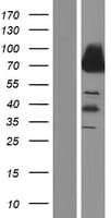 Human DMD / Dystrophin Protein (Over-Expression Lysate Myc-DDK (Flag))