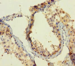 ATOH1 / MATH-1 Antibody (aa1-354)